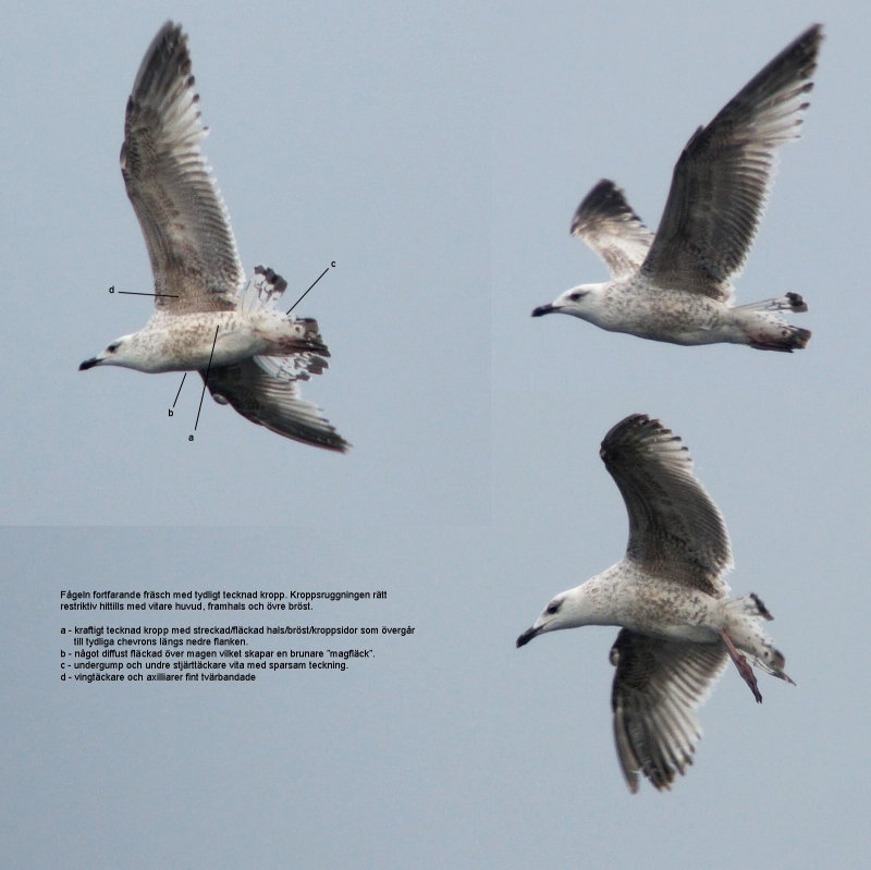 Mongolian gull / Mongoltrut (Larus mongolicus)