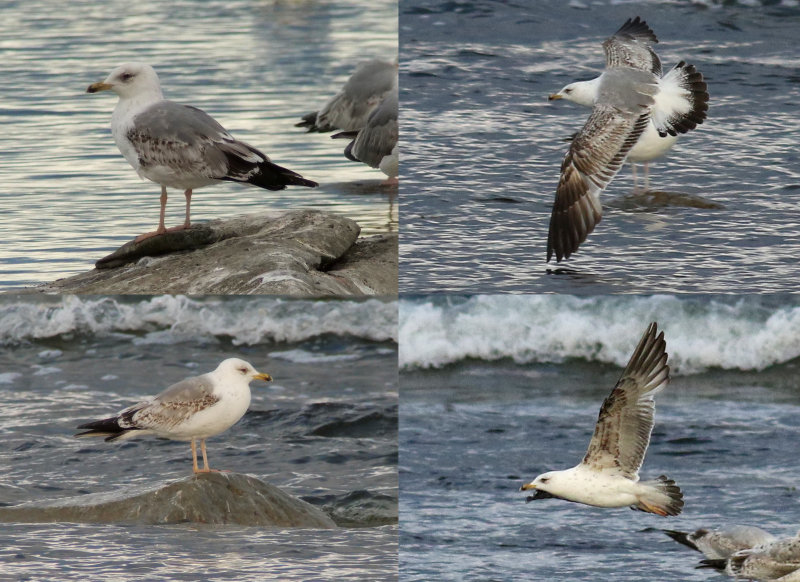 Yellow-legged Gull / Medelhavstrut (Larus michahellis)
