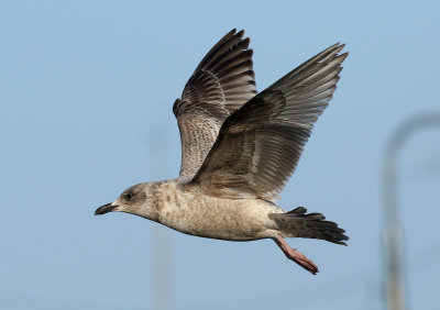 Slaty-backed Gull / Skiffertrut (Larus schistisagus)