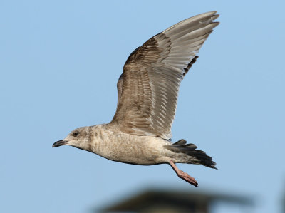 Slaty-backed Gull / Skiffertrut (Larus schistisagus)