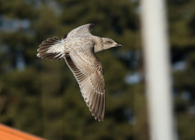 Slaty-backed Gull / Skiffertrut (Larus schistisagus)