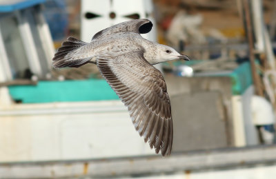 Slaty-backed Gull / Skiffertrut (Larus schistisagus)