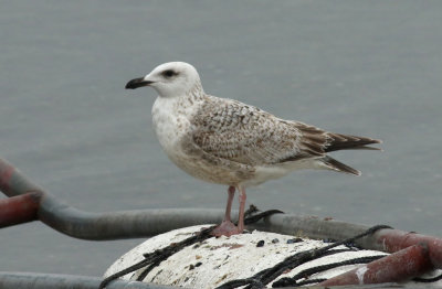 Slaty-backed Gull / Skiffertrut (Larus schistisagus)