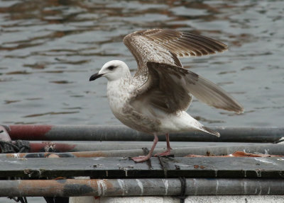 Slaty-backed Gull / Skiffertrut (Larus schistisagus)