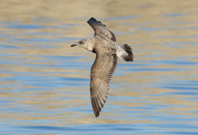 Slaty-backed Gull / Skiffertrut (Larus schistisagus)