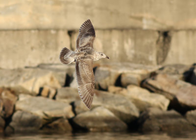 Slaty-backed Gull / Skiffertrut (Larus schistisagus)