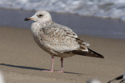 Slaty-backed Gull / Skiffertrut (Larus schistisagus)