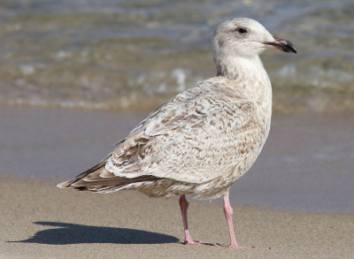 Slaty-backed Gull / Skiffertrut (Larus schistisagus)