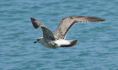 Slaty-backed Gull / Skiffertrut (Larus schistisagus)