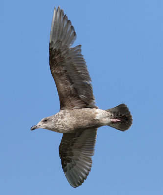 Slaty-backed Gull / Skiffertrut (Larus schistisagus)