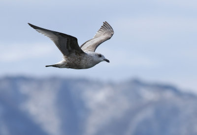 Slaty-backed Gull / Skiffertrut (Larus schistisagus)