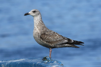 Slaty-backed Gull / Skiffertrut (Larus schistisagus)