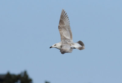 Slaty-backed Gull / Skiffertrut (Larus schistisagus)