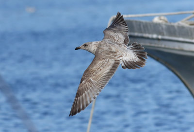 Slaty-backed Gull / Skiffertrut (Larus schistisagus)