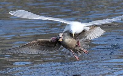 Slaty-backed Gull / Skiffertrut (Larus schistisagus)