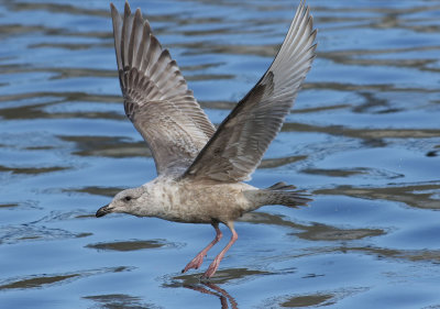 Slaty-backed Gull / Skiffertrut (Larus schistisagus)