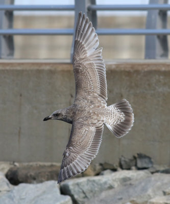 Slaty-backed Gull / Skiffertrut (Larus schistisagus)