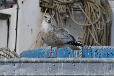 Slaty-backed Gull / Skiffertrut (Larus schistisagus)