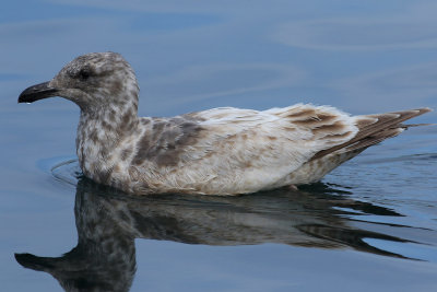 Slaty-backed Gull / Skiffertrut (Larus schistisagus)