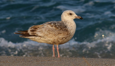 Slaty-backed Gull / Skiffertrut (Larus schistisagus)