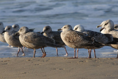 Slaty-backed Gull / Skiffertrut (Larus schistisagus)