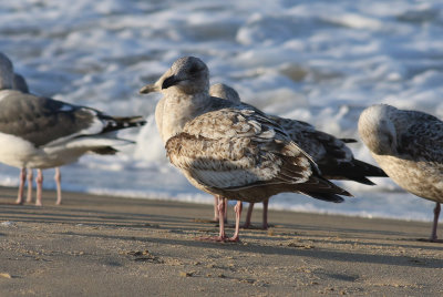 Slaty-backed Gull / Skiffertrut (Larus schistisagus)