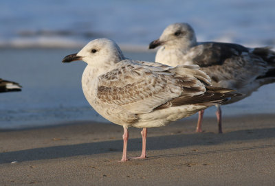 Slaty-backed Gull / Skiffertrut (Larus schistisagus)