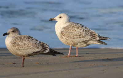 Slaty-backed Gull / Skiffertrut (Larus schistisagus)