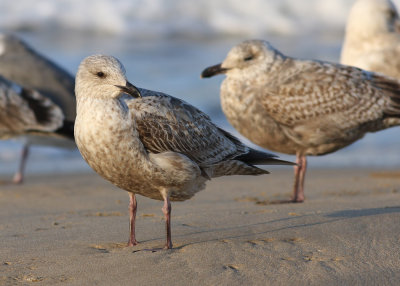 Slaty-backed Gull / Skiffertrut (Larus schistisagus)