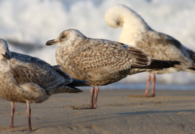 Slaty-backed Gull / Skiffertrut (Larus schistisagus)