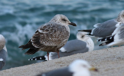 Slaty-backed Gull / Skiffertrut (Larus schistisagus)