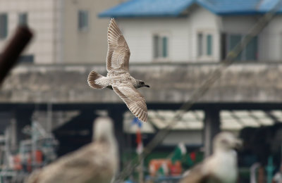 Slaty-backed Gull / Skiffertrut (Larus schistisagus)