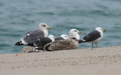 Slaty-backed Gull / Skiffertrut (Larus schistisagus)