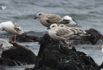 Slaty-backed Gull / Skiffertrut (Larus schistisagus)