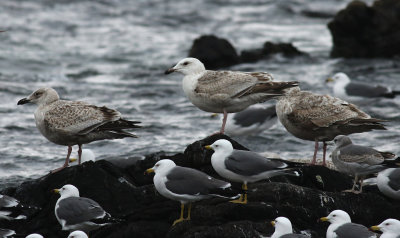 Slaty-backed Gull / Skiffertrut (Larus schistisagus)