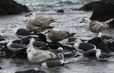 Slaty-backed Gull / Skiffertrut (Larus schistisagus)