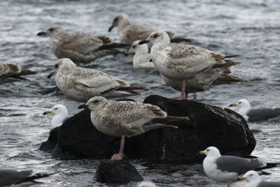 Slaty-backed Gull / Skiffertrut (Larus schistisagus)