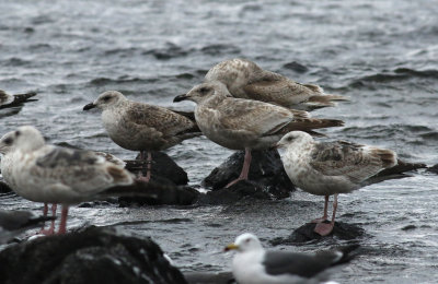 Slaty-backed Gull / Skiffertrut (Larus schistisagus)