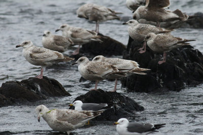 Slaty-backed Gull / Skiffertrut (Larus schistisagus)