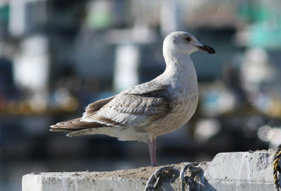 Slaty-backed Gull / Skiffertrut (Larus schistisagus)