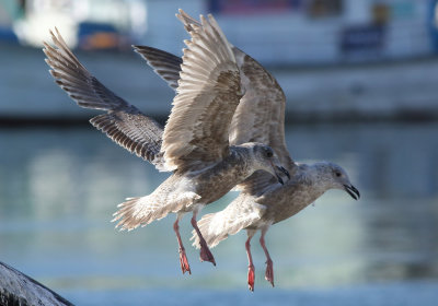 Slaty-backed Gull / Skiffertrut (Larus schistisagus)