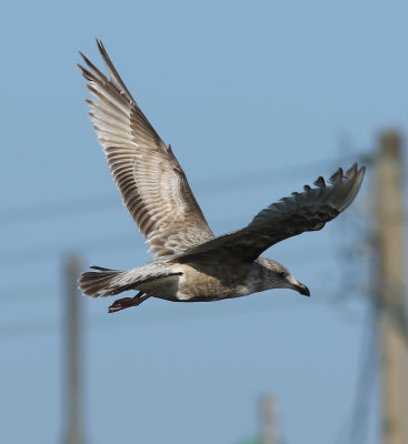 Slaty-backed Gull / Skiffertrut (Larus schistisagus)