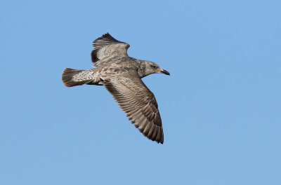 Slaty-backed Gull / Skiffertrut (Larus schistisagus)