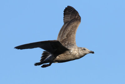 Slaty-backed Gull / Skiffertrut (Larus schistisagus)