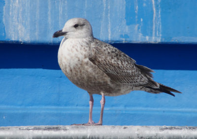 Slaty-backed Gull / Skiffertrut (Larus schistisagus)