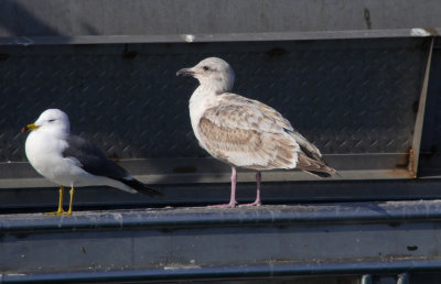 Slaty-backed Gull / Skiffertrut (Larus schistisagus)