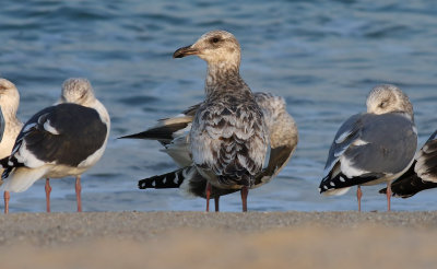 Slaty-backed Gull / Skiffertrut (Larus schistisagus)