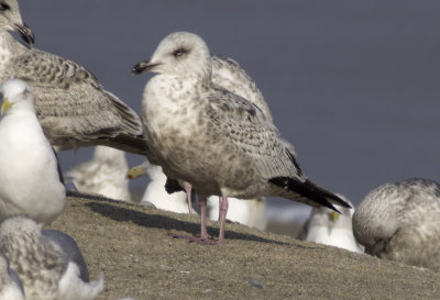 Slaty-backed Gull / Skiffertrut (Larus schistisagus)