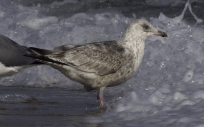 Slaty-backed Gull / Skiffertrut (Larus schistisagus)