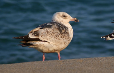 Slaty-backed Gull / Skiffertrut (Larus schistisagus)